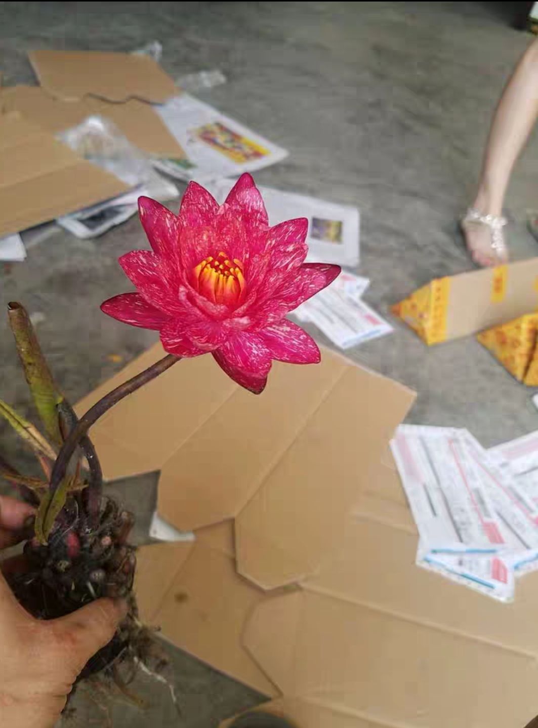  万维莎睡莲，耐寒睡莲，基地直销，带叶子发货，如图片。