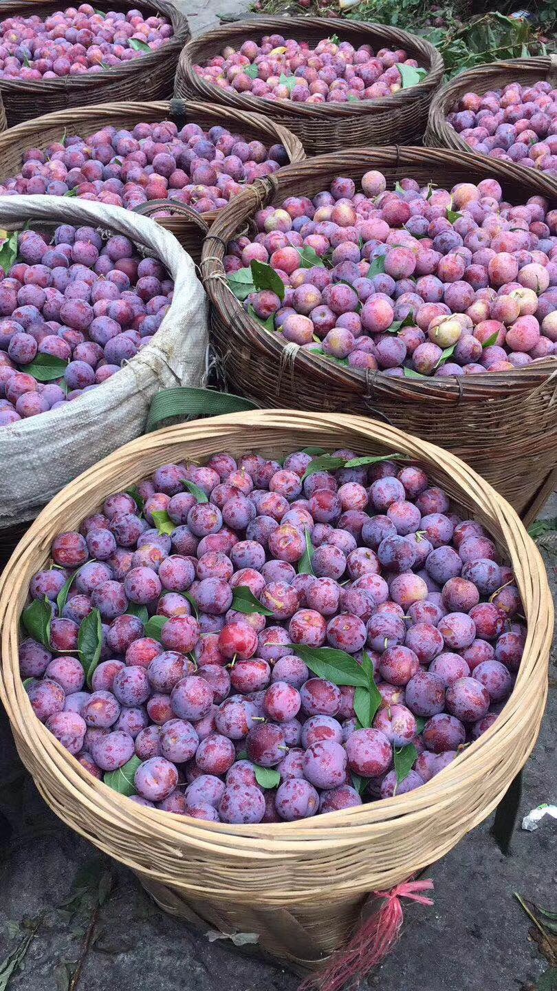 脆红李 阿坝高山红脆李，现摘现发