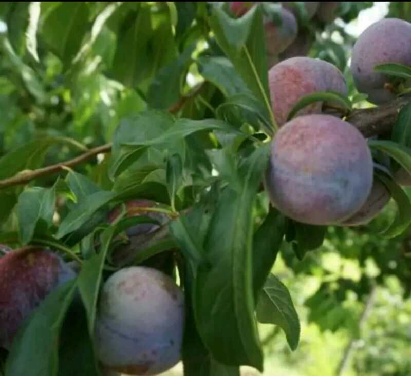 风味玫瑰李子苗 李子苗  风味皇后李子苗