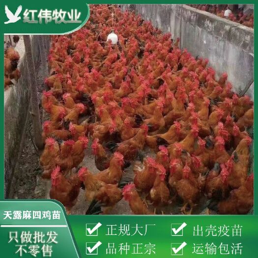 广州天露麻鸡 天露麻四公苗 出壳苗 包打疫苗