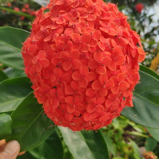 德庆县 德庆龙船花（树状，大叶）