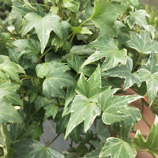 漳平市金边常春藤吊兰 常春藤盆栽爬藤金边长青藤吊兰绿植盆四季常绿观叶植物基地直发