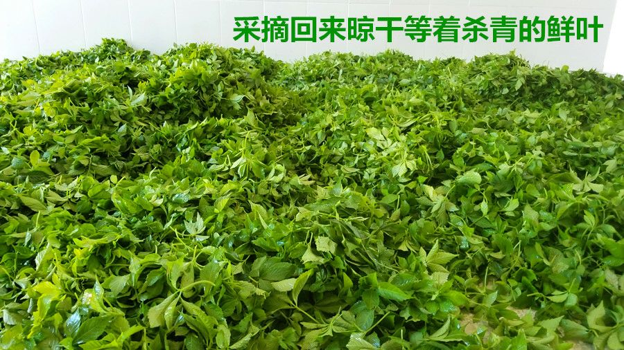 绞股蓝茶  湖南山水含香七叶绞股蓝