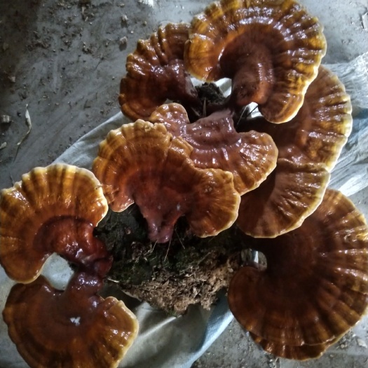 穆棱市 好几年遇不到一个这样的连体大灵芝，想卖个好价钱