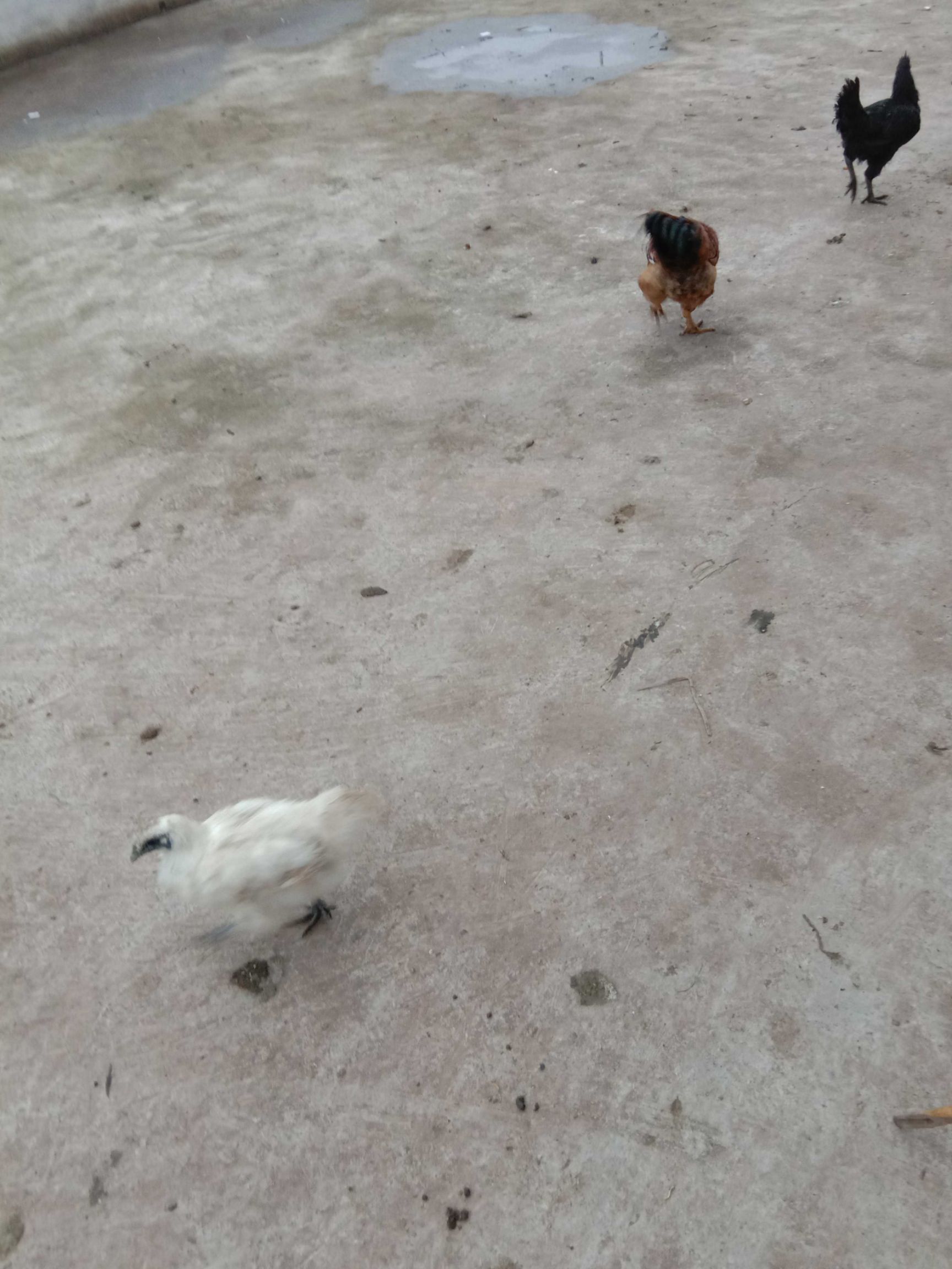  正宗农村散养土鸡，自己养十几鸡，平时自己杀吃，剩余的换钱！