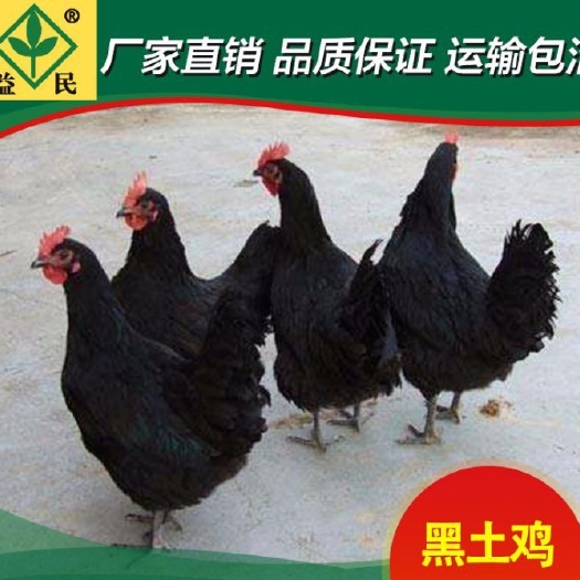 衡阳 黑土鸡2号鸡苗
