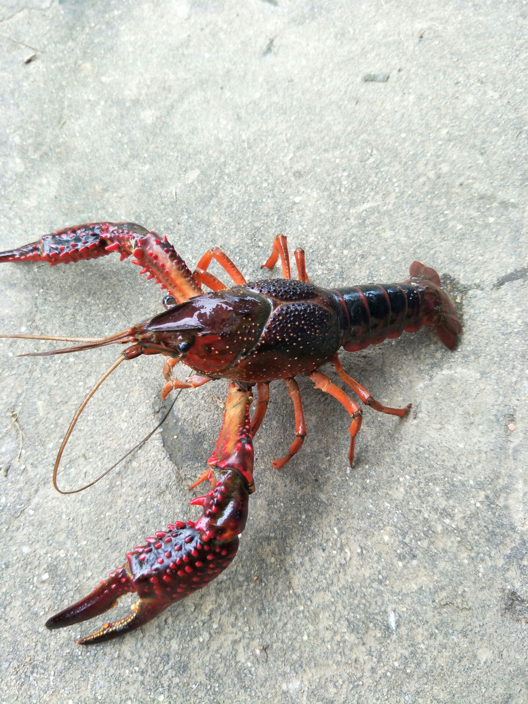 洪湖市小龙虾 4-6钱青虾红虾,产地直销,规格硬,餐饮精选