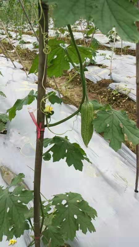 新农村苦瓜 大山中 绿色食品