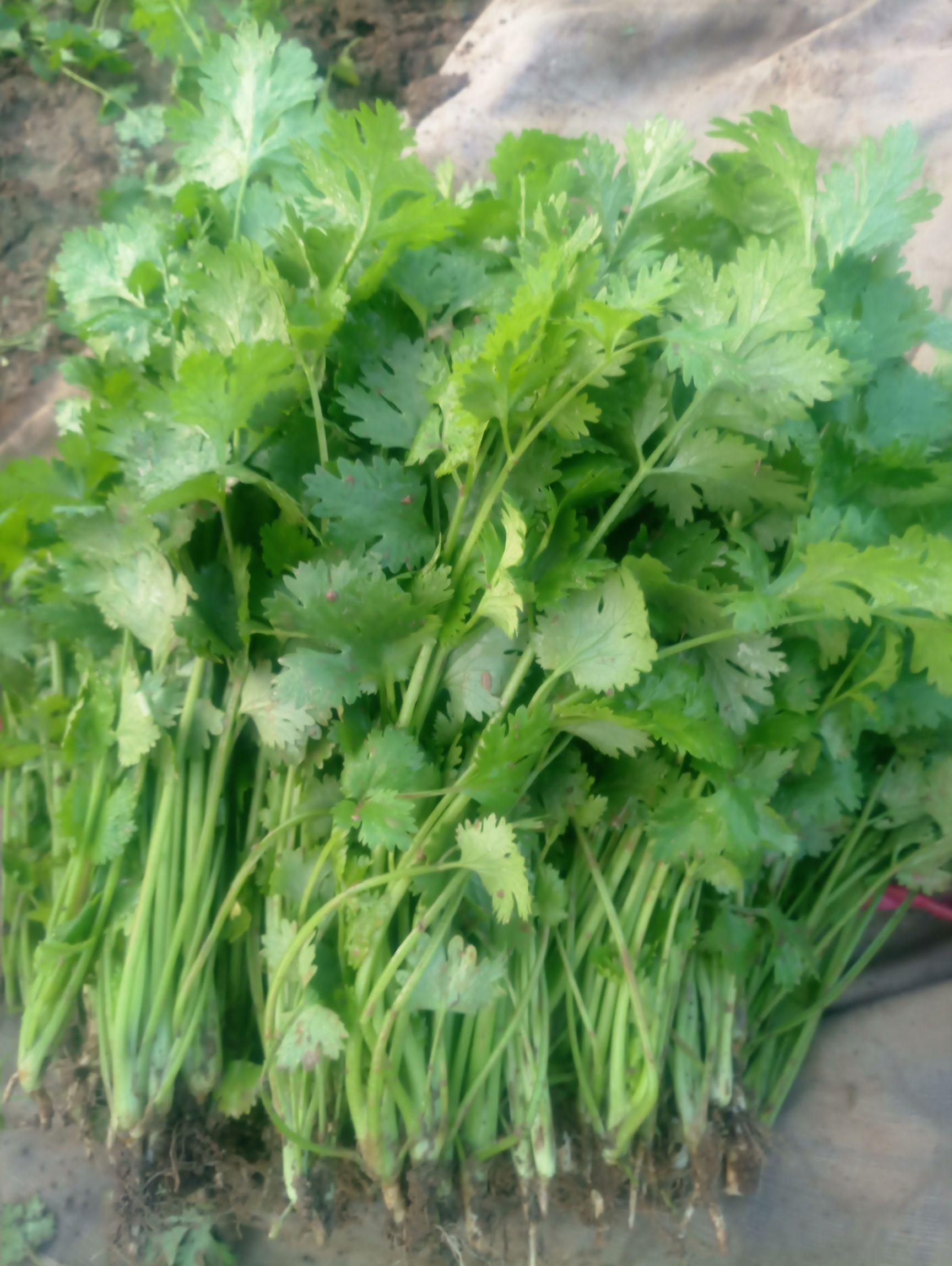 大叶香菜 20~25cm