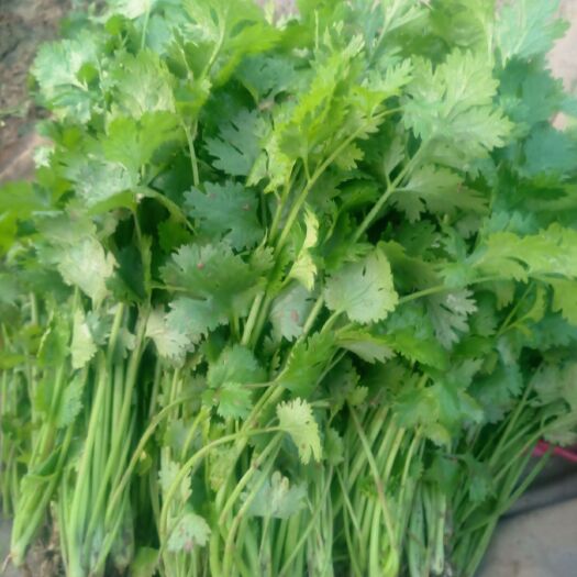 民权县大叶香菜 20~25cm
