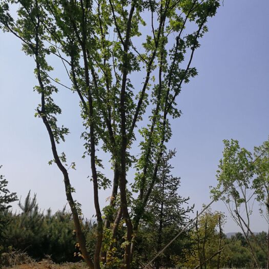 泰安五角枫苗 本基地出售丛生五角枫，规格齐全，有需要的联系我。