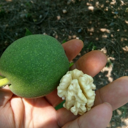 丹江口市鲜核桃 绿色无污染，新鲜可口。果园现摘现发。