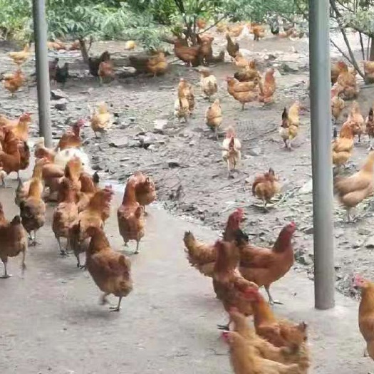 武汉江汉鸡苗 母