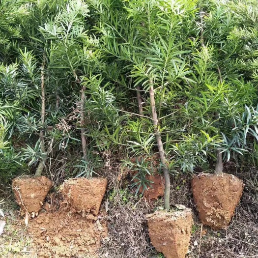 长沙自产自销罗汉松