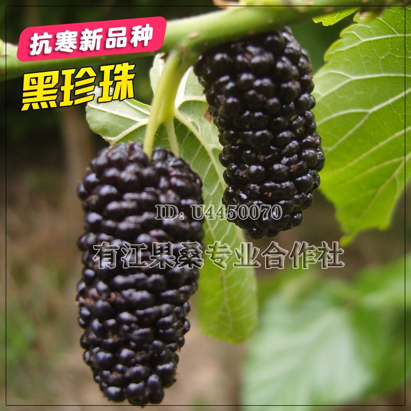 黑珍珠桑树苗 抗耐寒品种 南北方均可露天种植