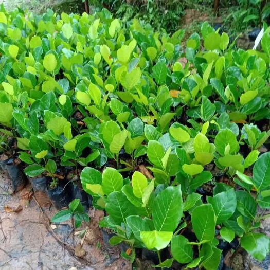 灵山县 马来西亚一号菠萝蜜苗