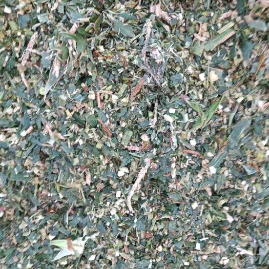 金乡县 常年出售优质青储玉米秸秆饲料