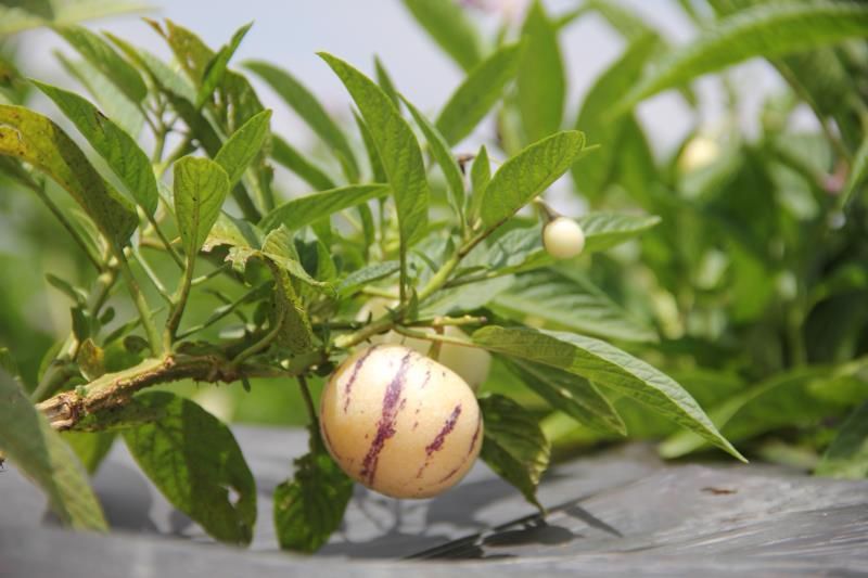  石林人参果一件代发万亩基地直供顺丰包邮批发