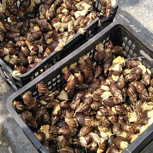 册亨县 大量出售白玉蜗牛，价格优惠，又肥大肉，30至40克左右
