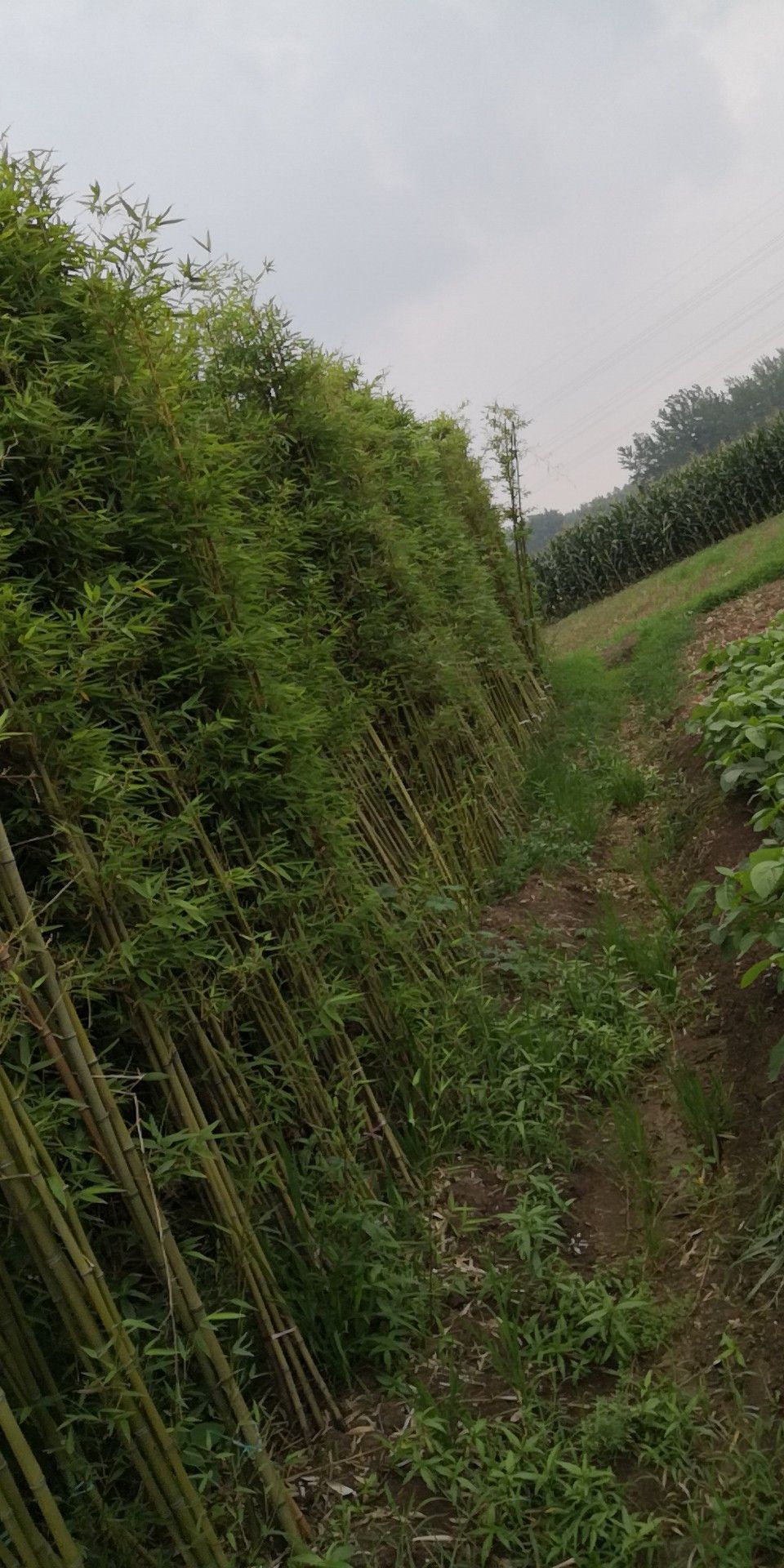 早园竹  1公分—10公分各种规格的移植竹苗，成活率高，品像好