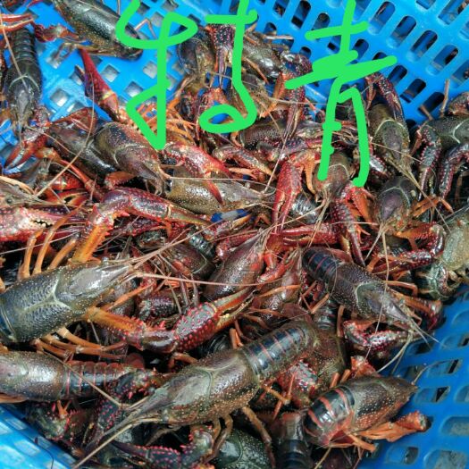 洪湖市洪湖小龙虾   青壳虾  特青  大青6钱以上不封顶
