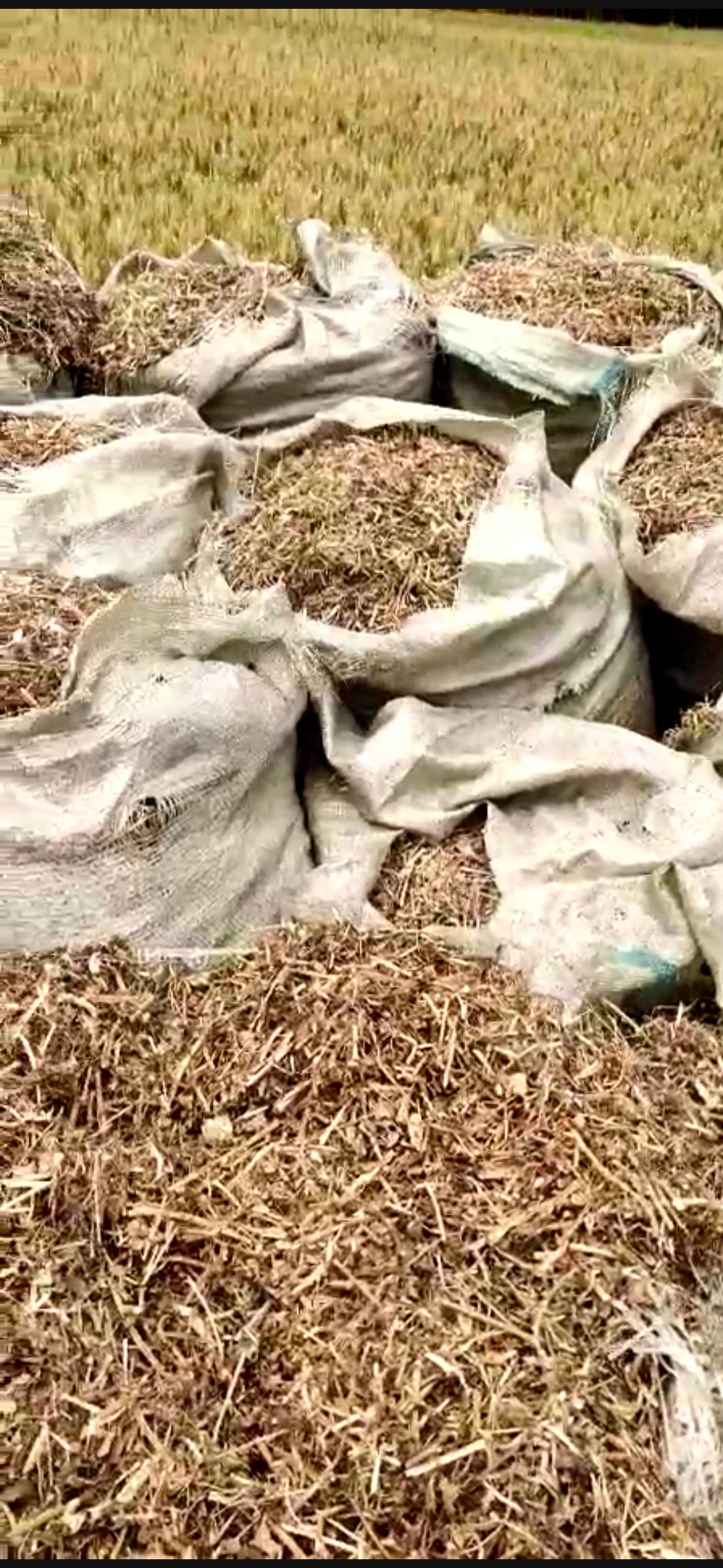  河南正阳花生秧草料，无土无地膜无霉变质量保证