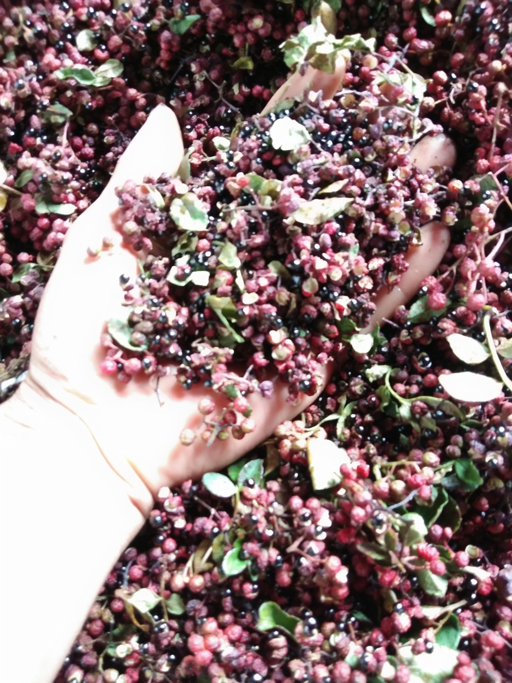  正在烤制中的大凉山盐源花椒