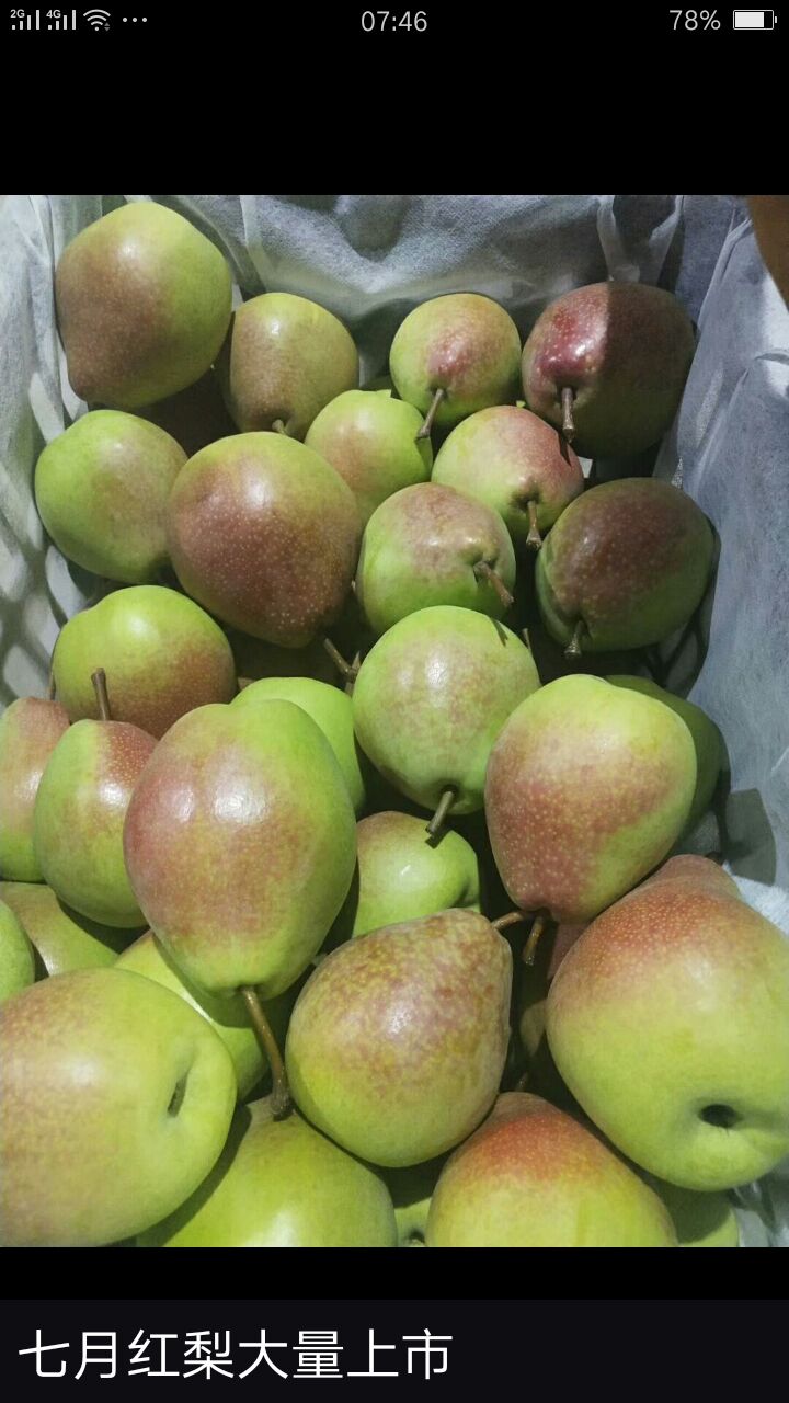  七月红梨