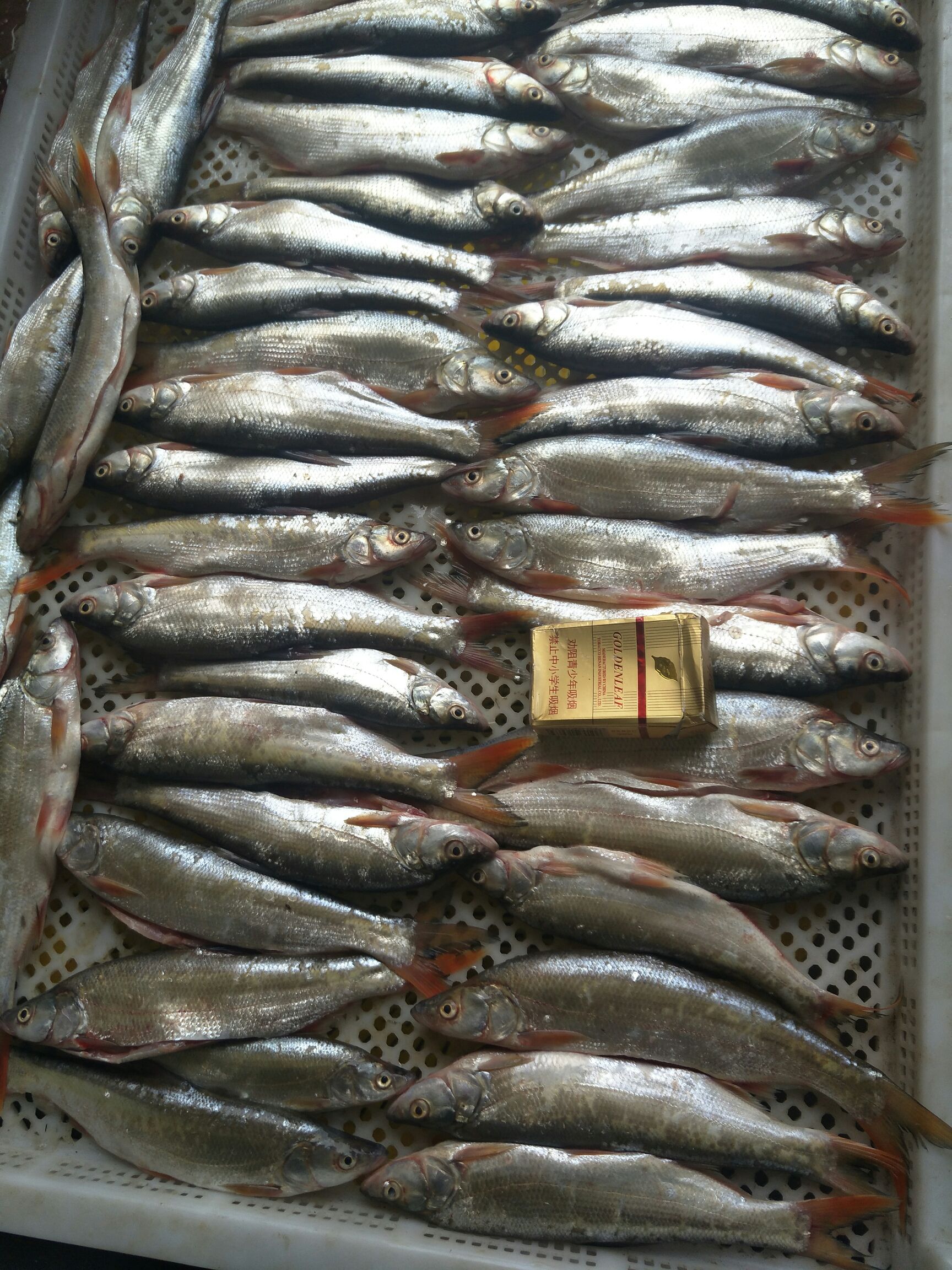 贵州红尾鱼图片图片