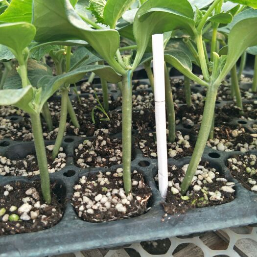 寿光市德瑞特博美901黄瓜种子 中国上市公司德瑞特总公司寿光办事处博金种业合作社(全是高端)