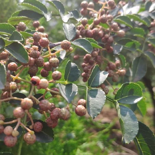 闻喜县 干花椒，大红袍