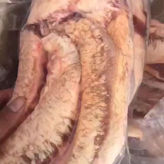 阳信县牛油   牛胸口油