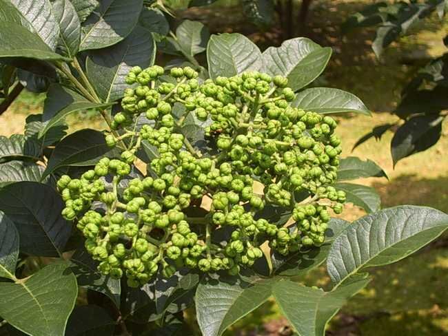 建德市 吴茱萸