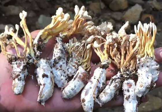 绥宁县 金蝉花