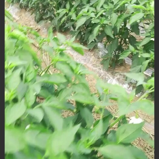 肇东市 大地辣椒辣妹子