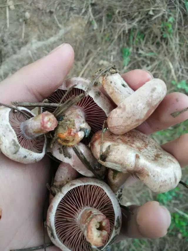  产地直发长期供应新鲜松乳菇九月香枞菌寒菌铜绿菌