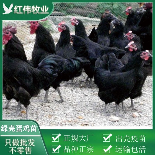 广州 绿壳蛋鸡苗 成活率高 肉质好