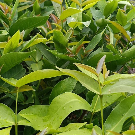 普宁市 黑金刚莲雾苗，带营养杯，优良品种