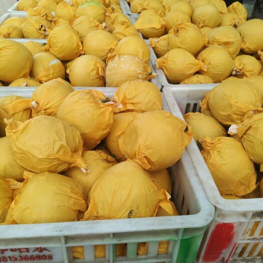 丰县皇冠梨 85mm以上 250-300g 
