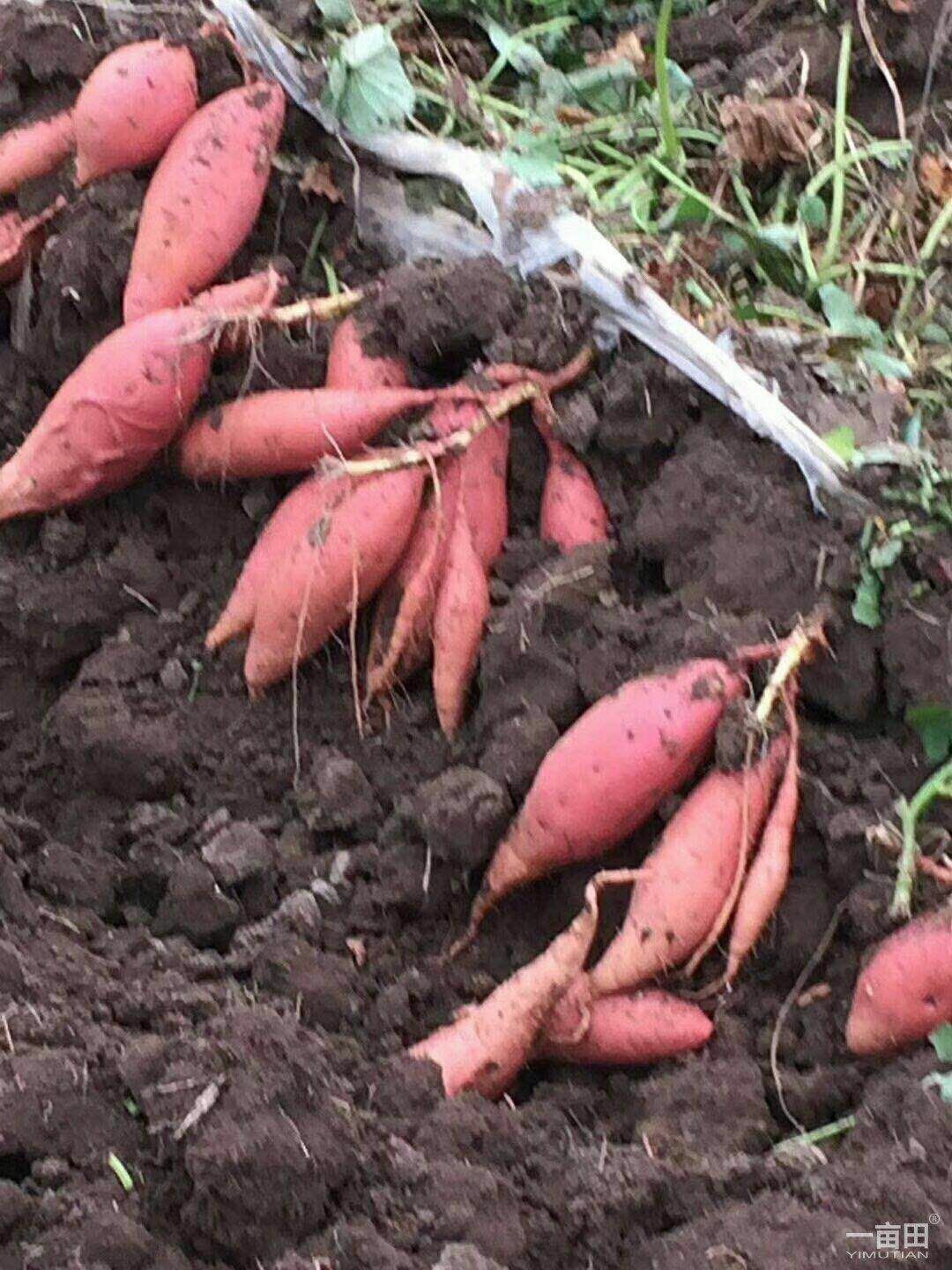 烟薯25 蜜薯，长年供应烟薯,烤瓜中瓜小瓜，口感不好全额退款！