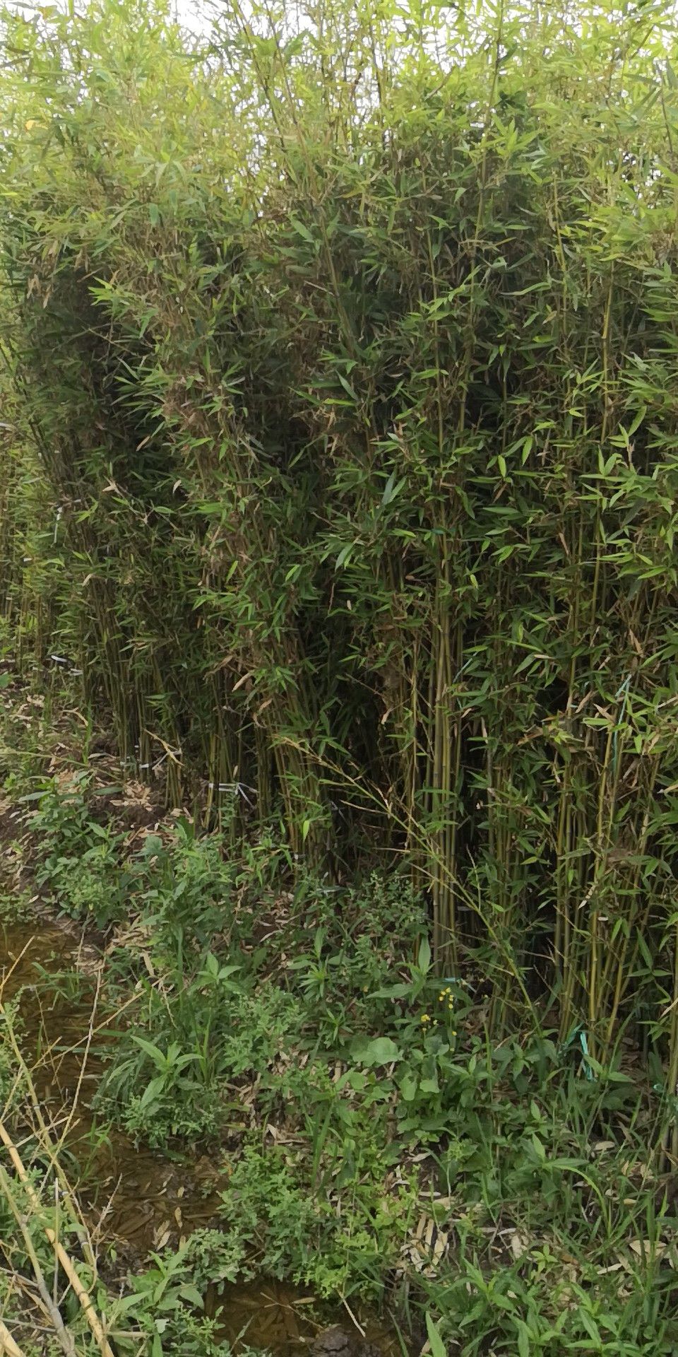 江苏沭阳县早园竹 1公分—10公分各种规格的移植竹苗,成活率高,品像好