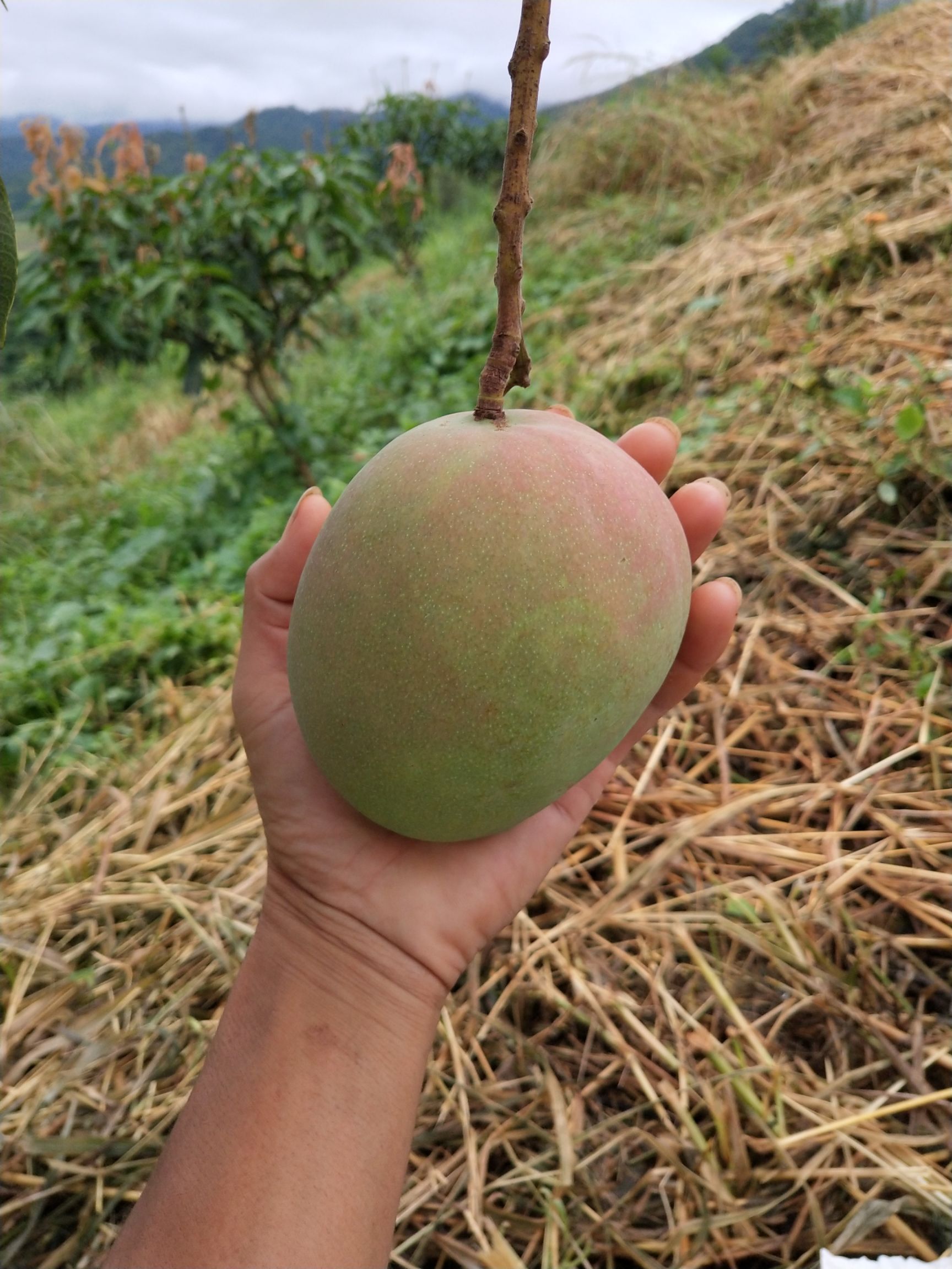 百色右江区 芒果热农一号