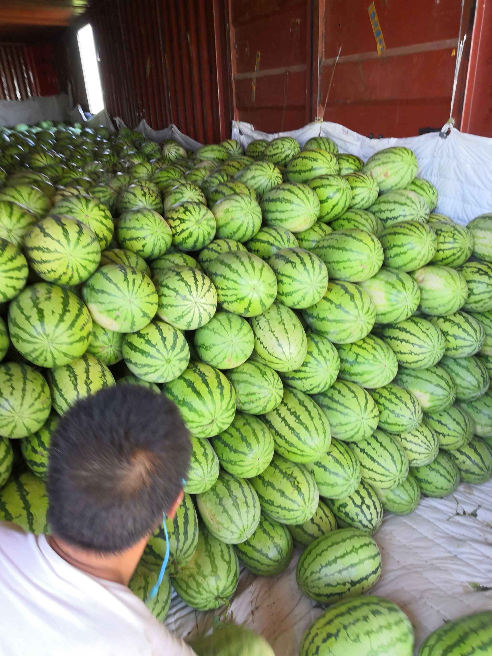 新疆金城5号 ，保质保量，