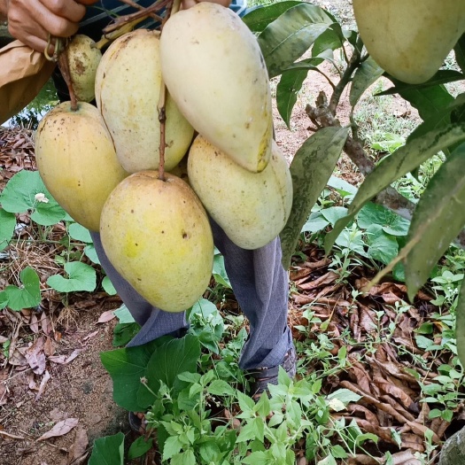 灵山县金煌芒果苗 果子有三到五斤重