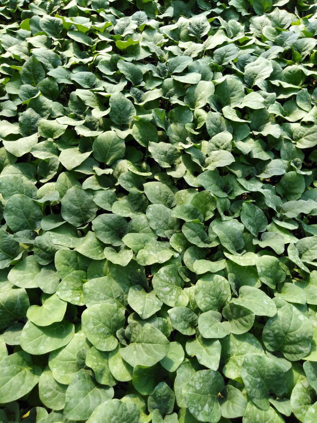 营养土  天然有机质养根透气干净！抗根结预防红根