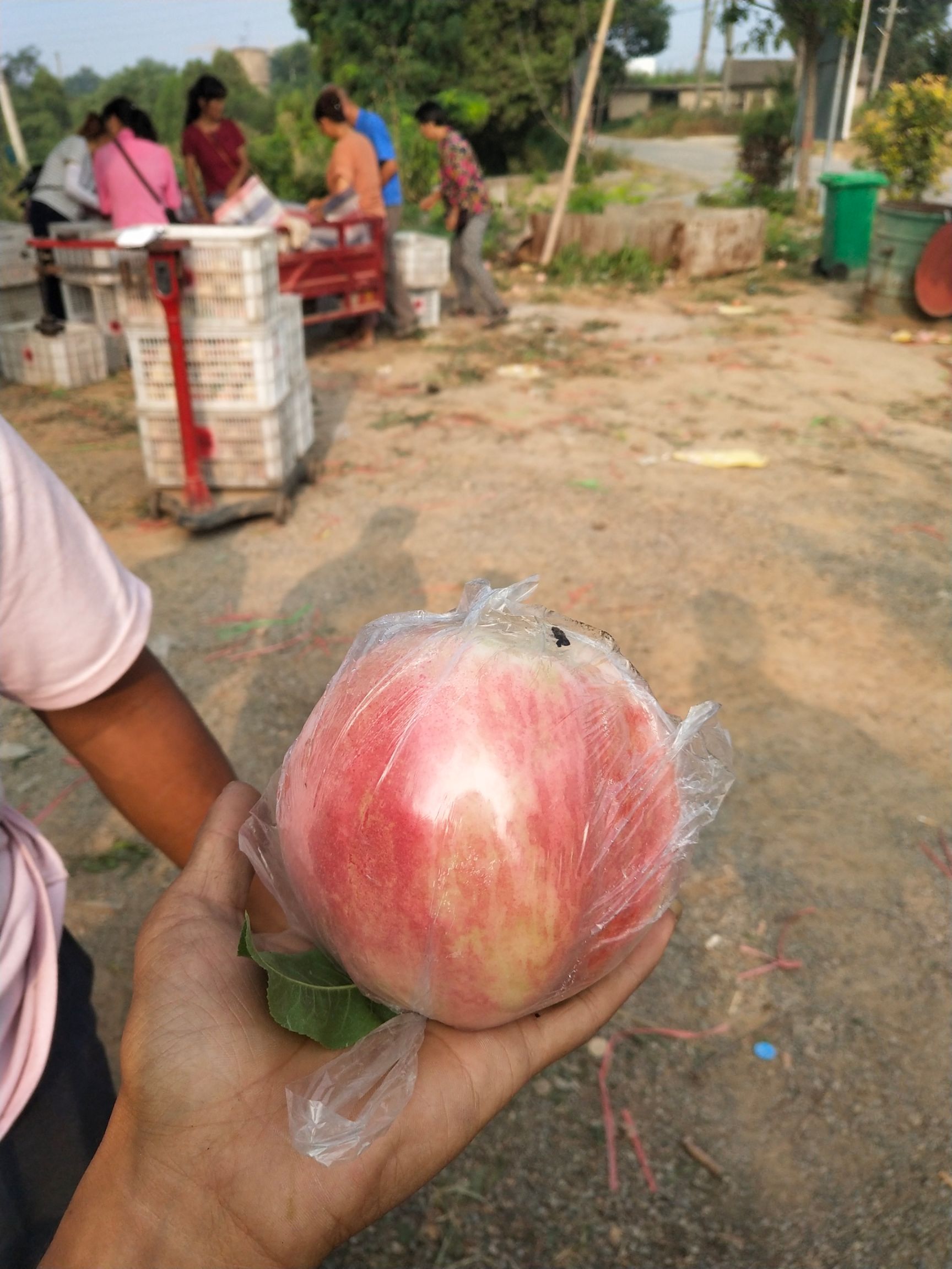 秦王桃  公斤桃，硬度好耐运输，需要的老板联系我