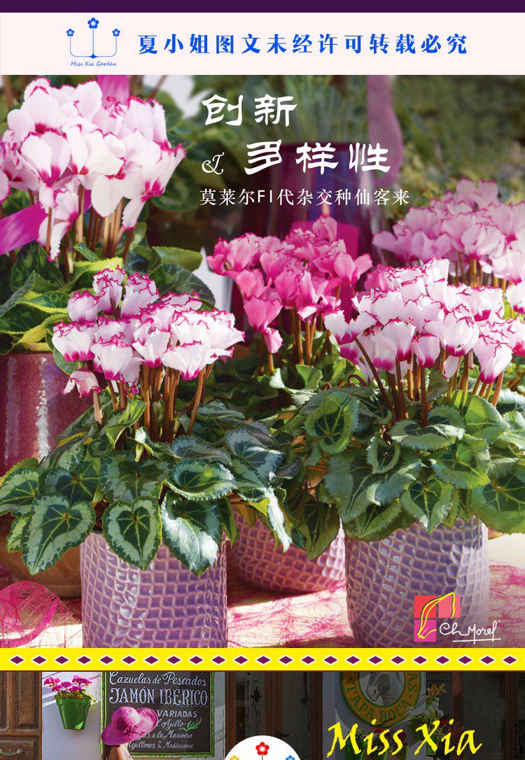 法国Morel*斯玛蒂兹仙客来花种子室内高档四季花卉种子