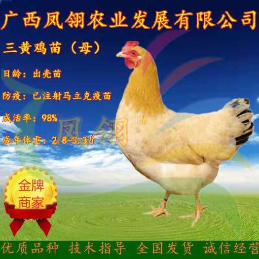 南宁 优质土鸡苗