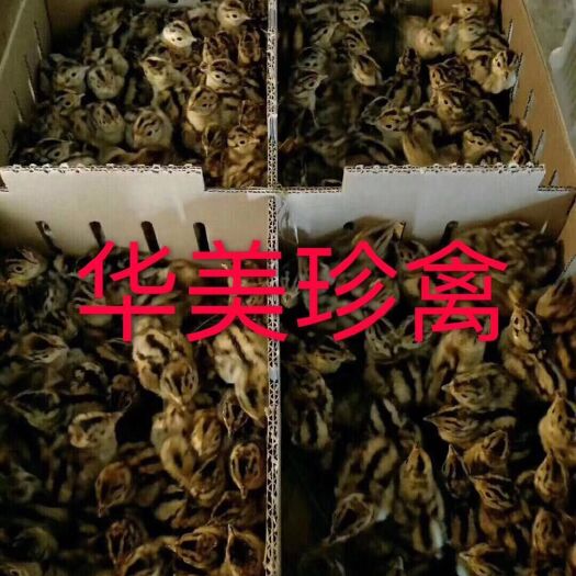 江门山鸡苗 华美珍禽优质山鸡
