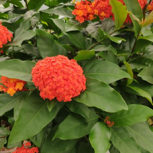 德庆县 龙船花（老树）